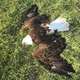 Photo of one of the killed eagles. Credit: Maryland Natural Resources Police